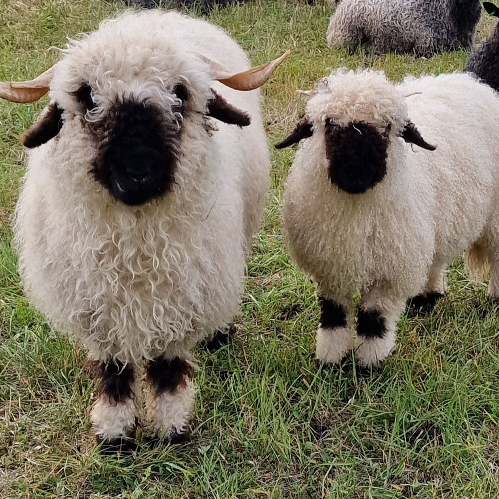 alpackagarden-vaddo Alpackagården Väddö